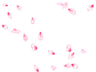 Pink cherry blossom petals isolated