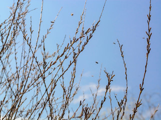 Spring branches of trees. Leaves start to grow. Clean forest air. Blue sky.