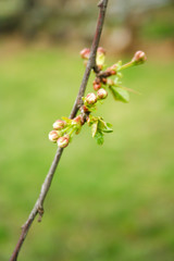 Branch of cherries on a green background. The first days of spring. Flowers appear and begin to flourish.