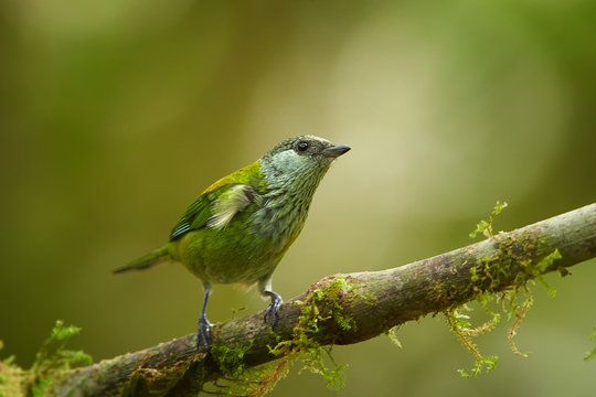 Green and yellow tropical bird against dark green rainforest. Black-capped Tanager, Tangara heinei, female isolated on mossy twig in ecuadorian rainforest. Birding in West andean slopes, Ecuador.