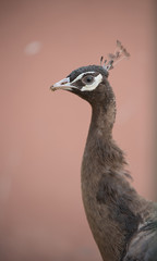 Brown Black white Peacock wild, Portrait of a beautiful peacock with feathers out against water. Walking peacock with a beautiful tail as background.