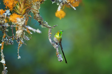 Black-tailed Trainbearer, Lesbia victoriae, rare, long tailed, shining green hummingbird flying in rainforest against blurred green background. Travelling North Colombia.