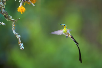 Black-tailed Trainbearer, Lesbia victoriae, rare, long tailed, shining green hummingbird flying in rainforest against blurred green background. Travelling North Colombia.