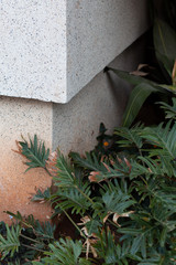 plants growing on a corner of a building