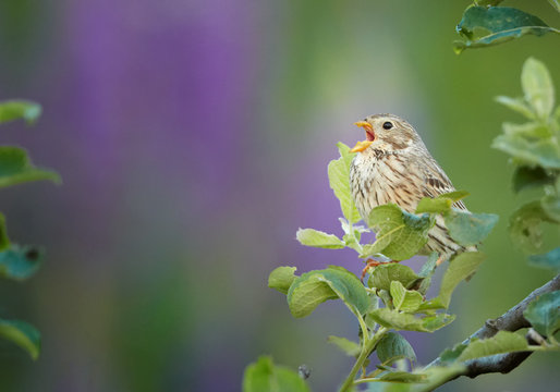 Spring scene. Small bird, passerine Corn Bunting, Emberiza calandra, singing, perched on blue-purple lupine, flowering on late spring meadow, full of blossoms. Czech republic.