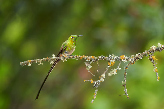 Black-tailed Trainbearer, Lesbia victoriae, rare, long tailed, shining green hummingbird flying in rainforest against blurred green background. Travelling North Colombia.
