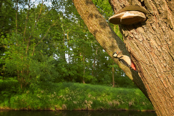Spring scenery. Dendrocopos major, Great Spotted Woodpecker next its nest hole in tree against spring forest in background. Ultrawide photography. Czech republic, Europe.