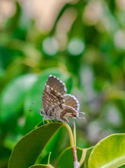 Geranium bronze or brun des pélargoniums butterfly (Cacyreus marshalli) on a green leaf with green vegetation background