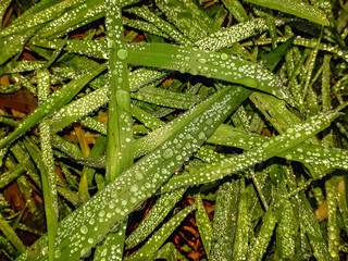 Clear, Crisp Raindrops on Lush Green Grass