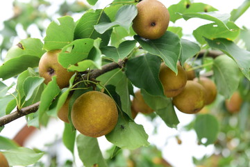 Pear tree is full of fruit
