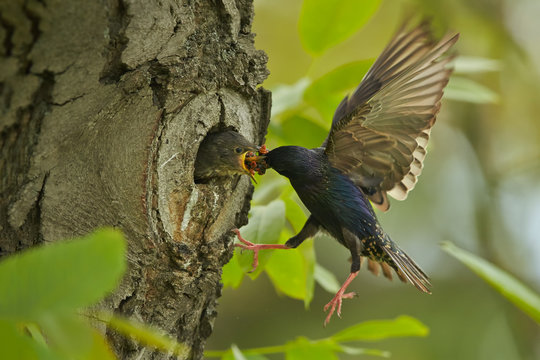 Spring scene, Common Starling, Sturnus vulgaris,  feeding chicks in nest hole with insect. Hardworking birds. Wildlife photography in Czech republic, Europe.