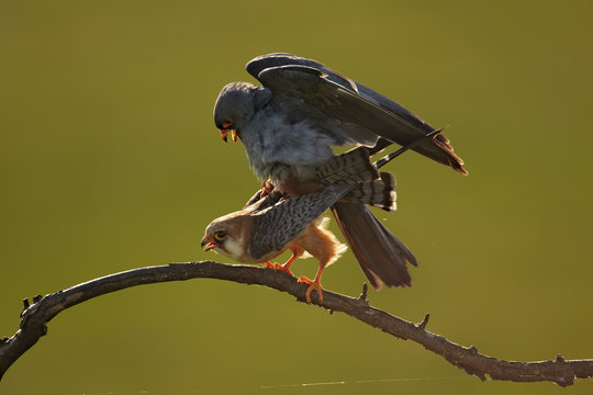 Pair of Red-footed Falcons, Falco vespertinus, migrating raptor in mating position, isolated against green background. Spring in Hortobagy, Hungary, Europe.