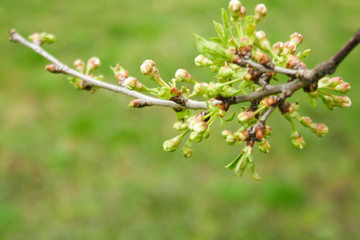 Branch of cherries on a green background. The first days of spring. Flowers appear and begin to flourish.