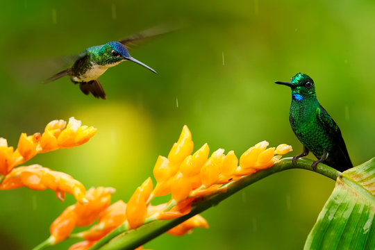Heliodoxa imperatrix and Andean Emerald, Amazilia franciae fighting for nectar from orange flower. Hummingbirds against green background. Montezuma, Colombia.