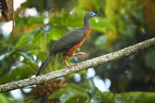Bird watching in Ecuador. Chamaepetes goudotii,  Sickle-winged Guan.  Big bird with long tail, chestnut belly and blue facial skin, walking on branch in rain among wet leaves. West Sumaco area.