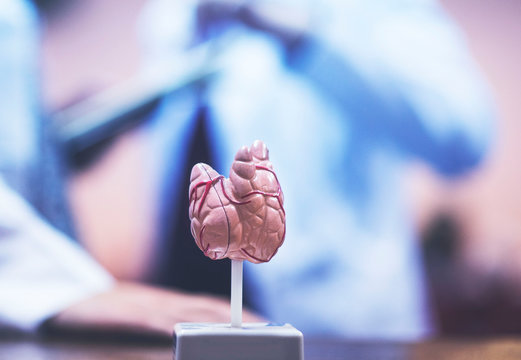 a model of the thyroid gland against the background of conferring doctors - Powered by Adobe