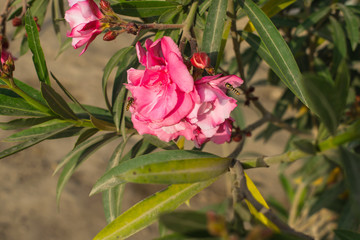 close up of insects flying on a pink flower with blurred background.