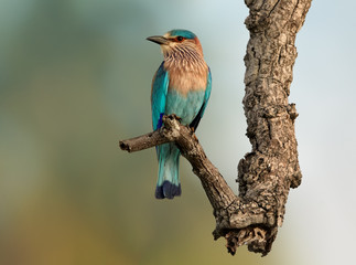 Isolated on blurred background, bright blue-green tropical bird, Indian Roller, Coracias benghalensis perched on a branch.  Wildlife photography, Udawalawe national park. Birwatching in Sri Lanka.