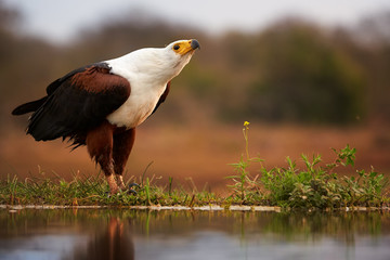 Water level photo of wild African fish eagle, Haliaeetus vocifer on a rim of a small pond, reflecting itself in water surface. African birdlife photography, KwaZulu Natal, South Africa.
