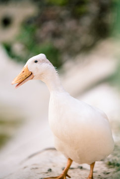 White duck stand and sitting next to a pond or lake with bokeh background