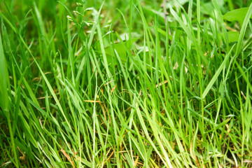 Abstract natural backgrounds with green grass