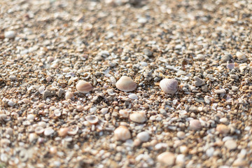 shells on the beach