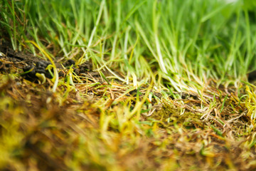 Abstract natural backgrounds with green grass