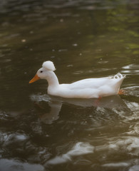 white duck in the water swimming in the river