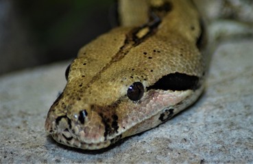 couleuvre reptiles animal nature faune