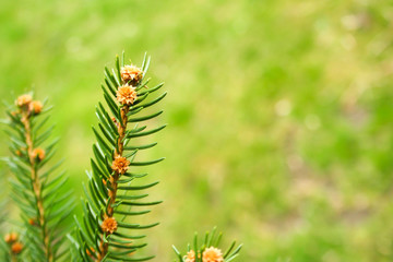Branch of spruce on a green background. Spring time in the park.