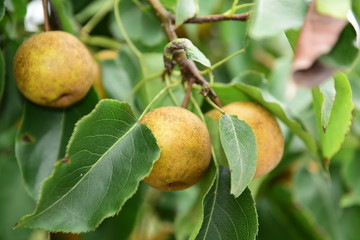 Pear tree is full of fruit