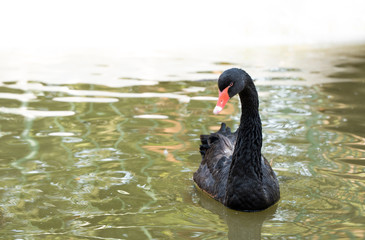 Fototapeta premium One beautiful black Swan floating on the lake surface.