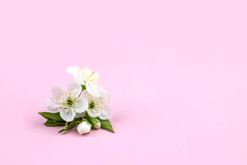 Fototapeta na wymiar White flower cherry blossom on pink background.
