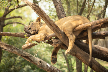 lion sleep on the tree
