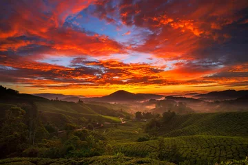 Foto op Canvas Cameron Highland Tea Plantation During Sunrise.-Image- © airell