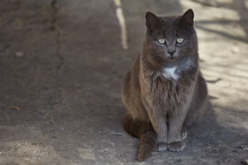 Kitty in simple conditions