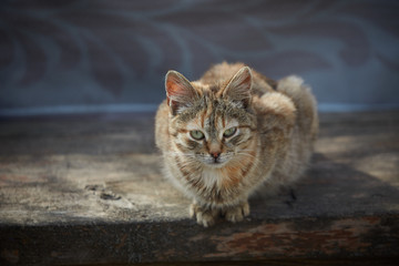 Kitty in simple conditions