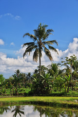 Fototapeta na wymiar rice field, Java, Indonesia,