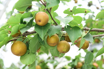 Pear tree is full of fruit