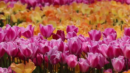Tulip Farm
