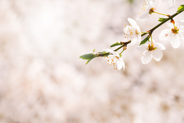 The spring background with a blossoming aromatic plum branch. Springtime.