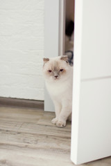 Fototapeta premium cute cat