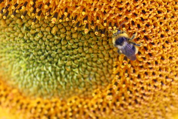 closeup of sunflower