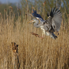 Heron landing on a post, looking for a hunting spot and then leaving
