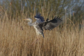 Heron landing on a post, looking for a hunting spot and then leaving