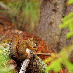 Écureuil roux américain (Tamiasciurus hudsonicus)