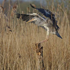 Heron landing on a post, looking for a hunting spot and then leaving