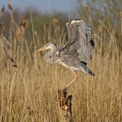 Heron landing on a post, looking for a hunting spot and then leaving