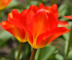 Tulips is a perennial, bulbous plant with showy flowers in the genus Tulipa, of which up to 109...