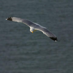 GOELAND ARGENTE ( LARUS ARGENTATUS )
